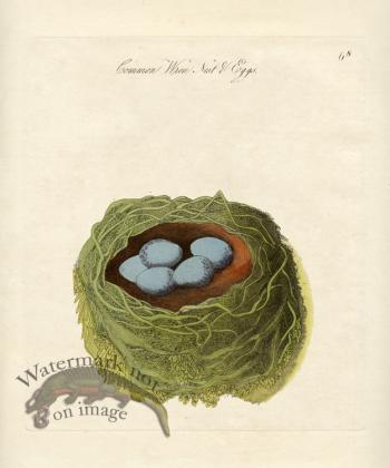 Common Wren Nest Eggs